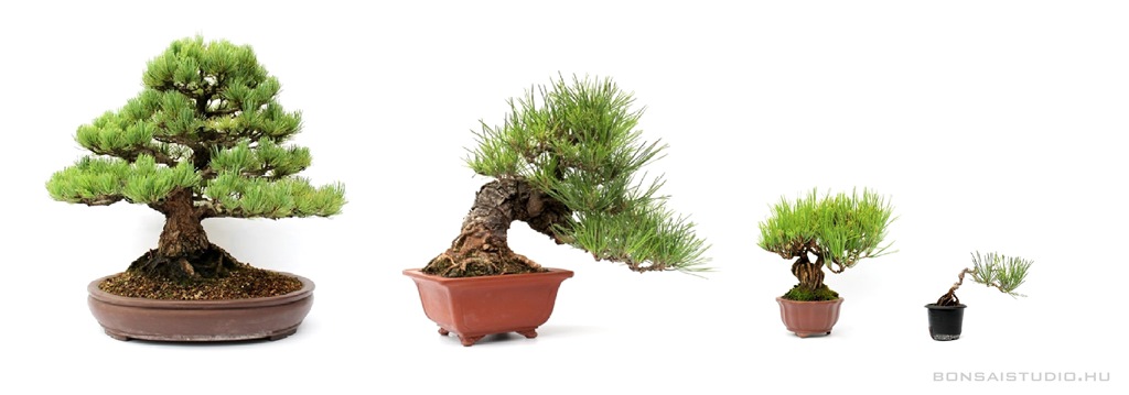 fenyo, pinus, thunbergii, nigra, waterei, parviflora, densiflora, bonsai vasarlas, bonsai, marczika, bonsaj, studio, erd, hungary pinus fenyo bonsai fak vasarlasa a marczika bonsai shop webaruhaz studio kinalatabol bonsai kerteszetebol